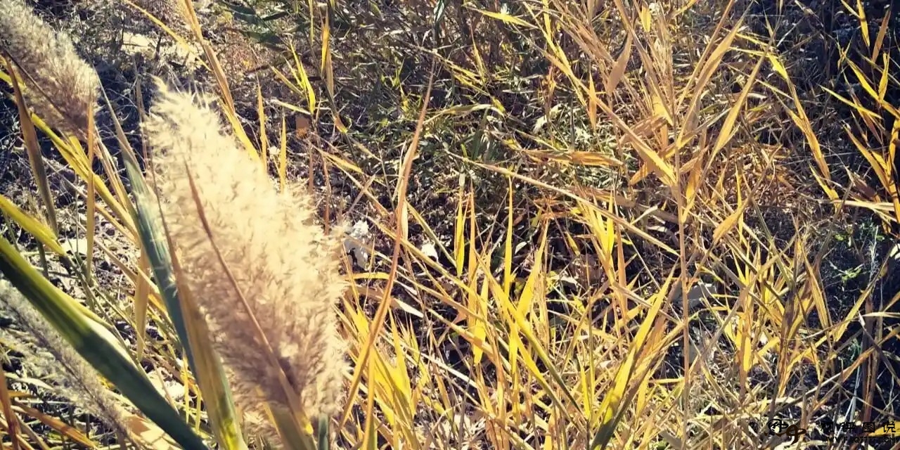 不要把不足看成“诋毁”