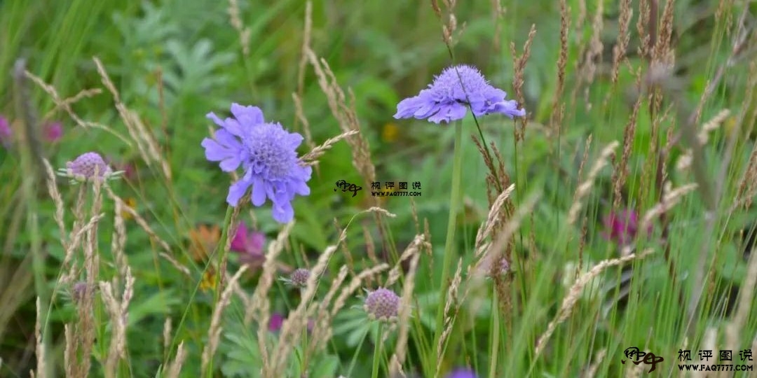 微风不燥 荷花正香