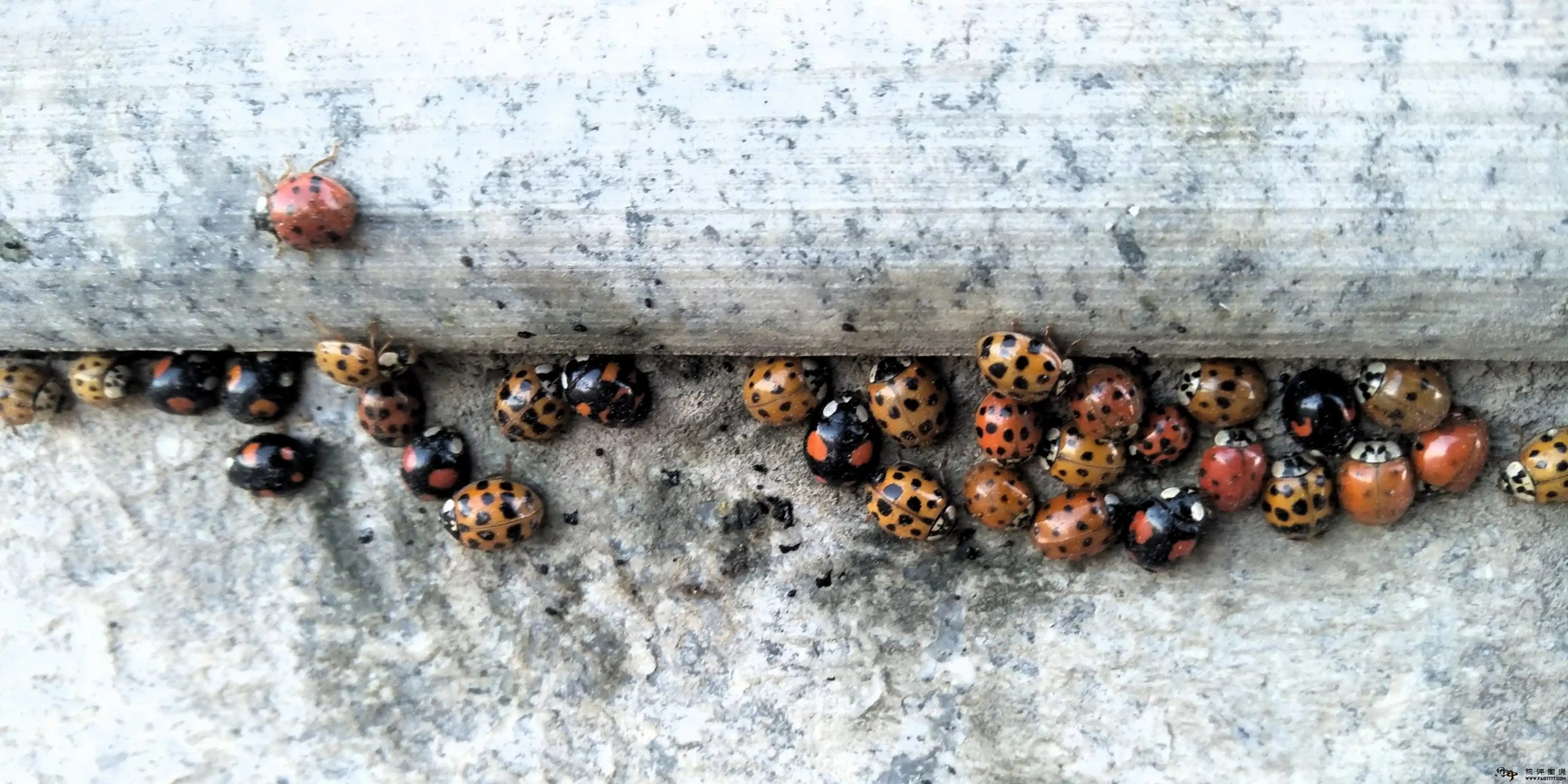 国风正则家风淳